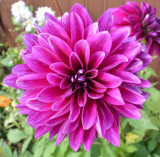 Dahlia 2.