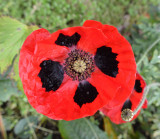 November Poppy.