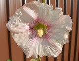 Last Hollyhock