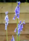 Bluebells in our garden.