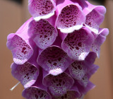 Foxglove.