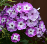 Phlox,