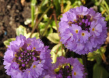 Garden flowers.