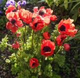 Poppy anemone - backlit.