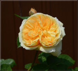 Yellow Rose.