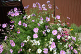 Cosmos Bush.