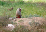 Hamadryas Baboon (Papio hamadryas) on the lookout