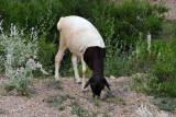 Somaliland's distinctive black headed sheep