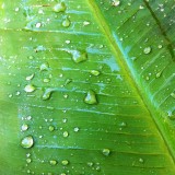 Raindrops on leaves
