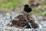 Austral Negrito (Lessonia rufa)