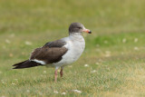 Dolphin Gull (Larus scoresbii)
