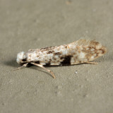 0263 - Nemapogon auropulvella