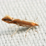 0835 - Cameraria quercivorella
