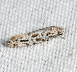 0279 - Diachorisia velatella