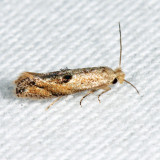 0577 - Bucculatrix pomifoliella
