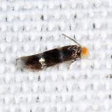 0070 - Stigmella prunifoliella