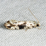 0262 - Nemapogon angulifasciella