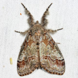 8293 - Sharp-lined Tussock - Dasychira dorsipennata
