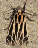 8171 – Nais Tiger Moth – Apantesis nais