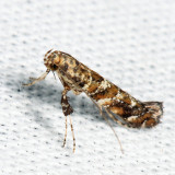 0645 - Lilac Leafminer - Gracillaria syringella