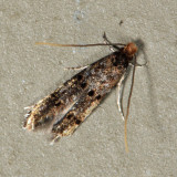 Stenoptinea sp.