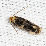 0112 - Acalyptris thoracealbella