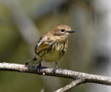 Yellow-rumped Warbler - Setophaga coronata
