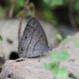 Cucullina Ringlet - Hermeuptychia cucullina