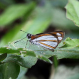 Coryna Skipper - Vettius coryna