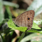 Hermes Ringlet - Hermeuptychia hermes
