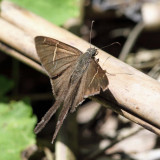Longtail - Urbanus teleus/tanna