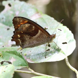 Fiery Satyr - Lasiophila orbifera