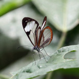 Sao Glasswing - Pteronymia sao