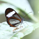 Sao Glasswing - Pteronymia sao
