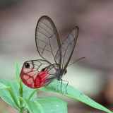 Blushing Phantom - Cithaerias pireta