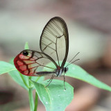 Blushing Phantom - Cithaerias pireta