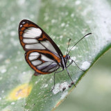 Beautiful Glasswing - Ithomia terra
