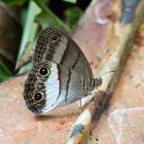 Saturnus Ringlet - Euptychoides saturnus