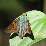 Hewitson's Aguna - Aguna aurunce