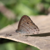 Hermes Ringlet - Hermeuptychia hermes