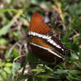 Rusty-tipped Page - Siproeta epaphus