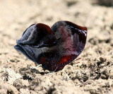 Red-patched Leafwing - Siderone syntyche