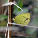 Mimosa Yellow - Pyrisitia nise