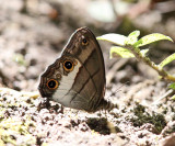 Saturnus Ringlet - Euptychoides saturnus