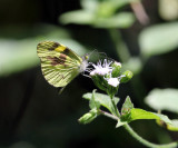 Medora Mimic White - Dismorphia medora