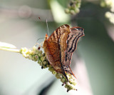 Dione Mapwing - Hypanartia dione