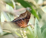 Dione Mapwing - Hypanartia dione