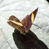Adelpha sp.