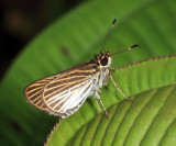 Delicate Skipper - Apaustus gracilis