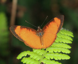 Apricot Crescent - Tegosa claudina
